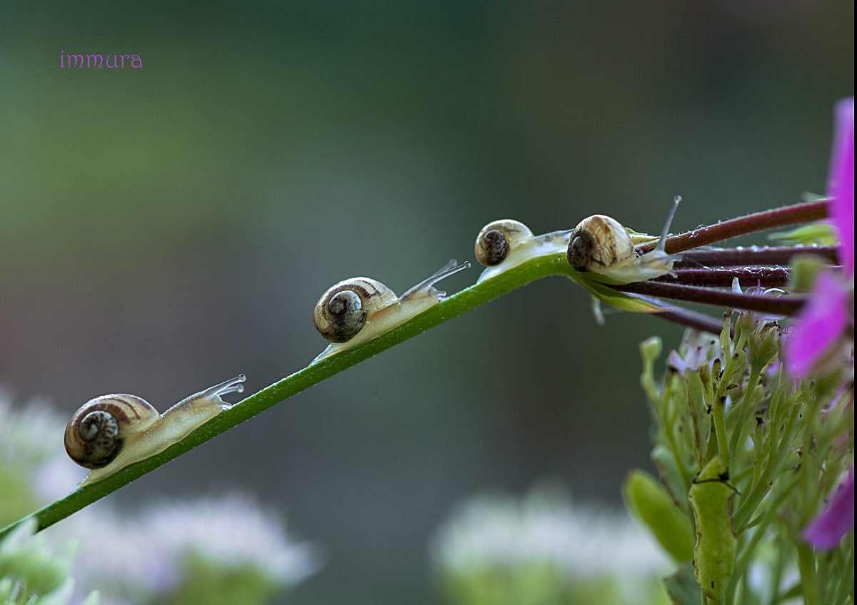 snails on the run