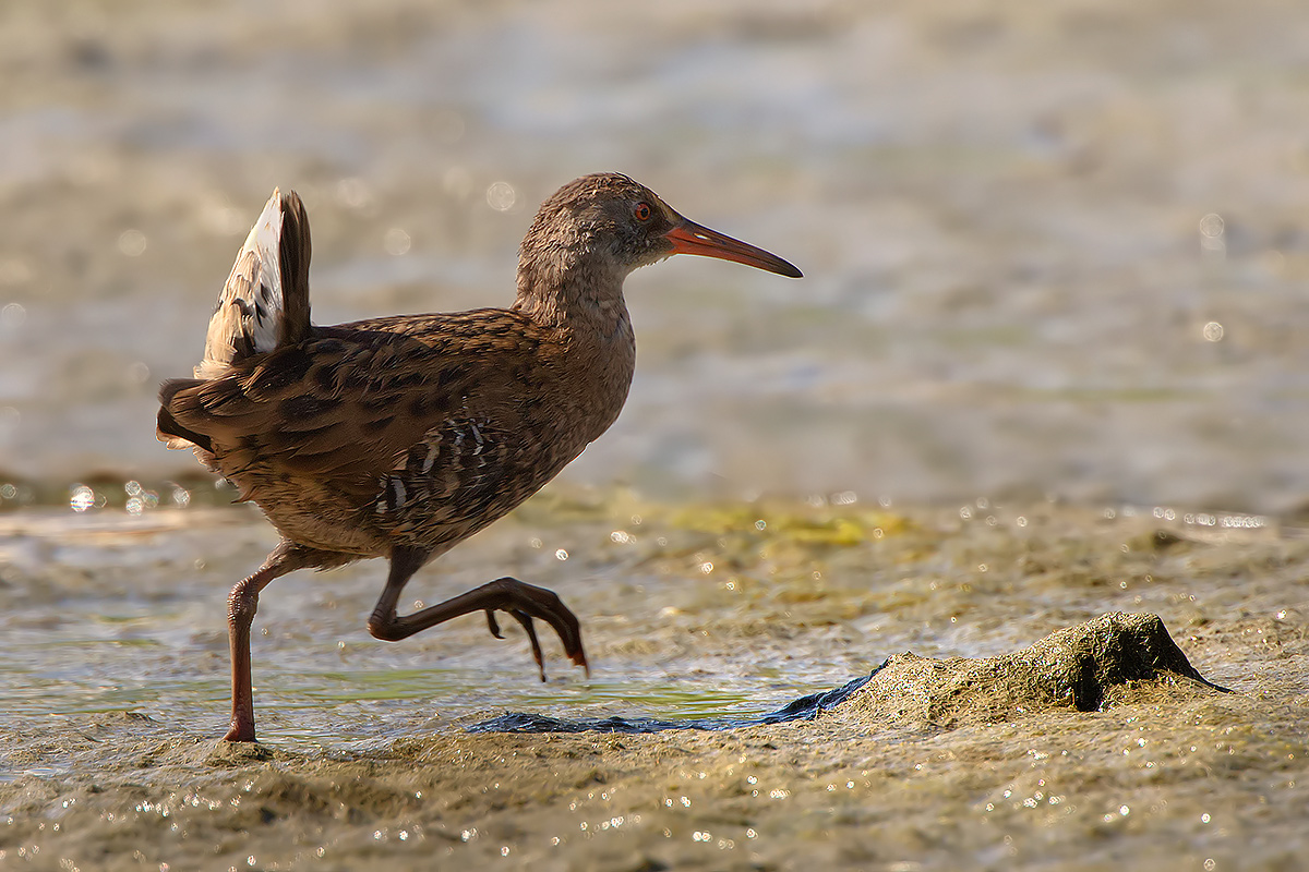 Water Rail
