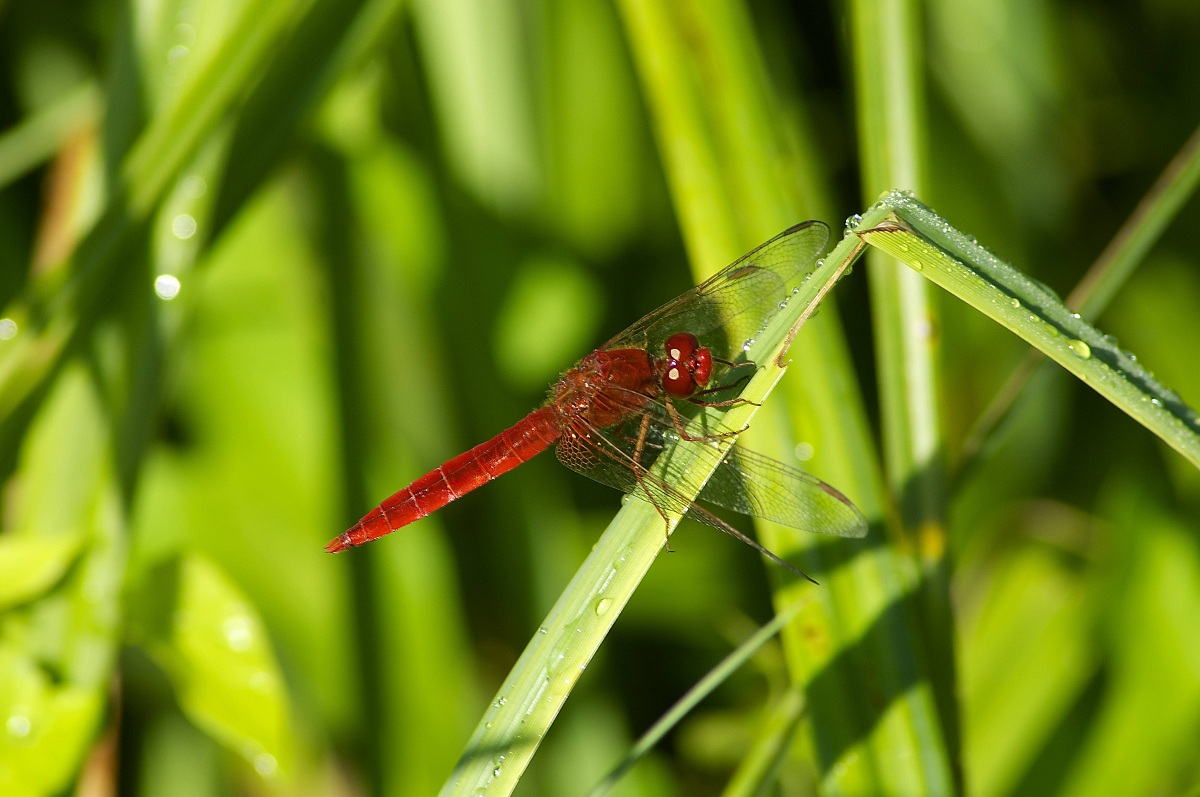 Libellula Rossa