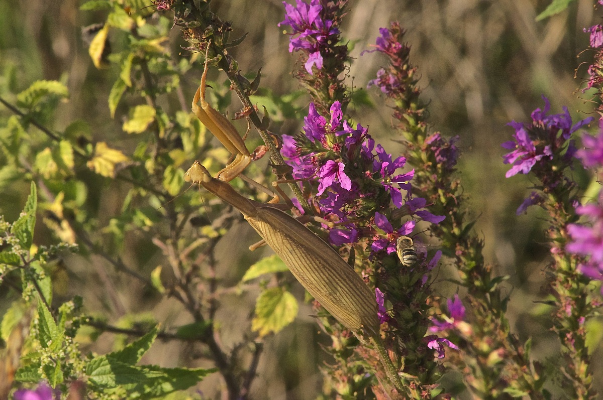 Mantis hunting