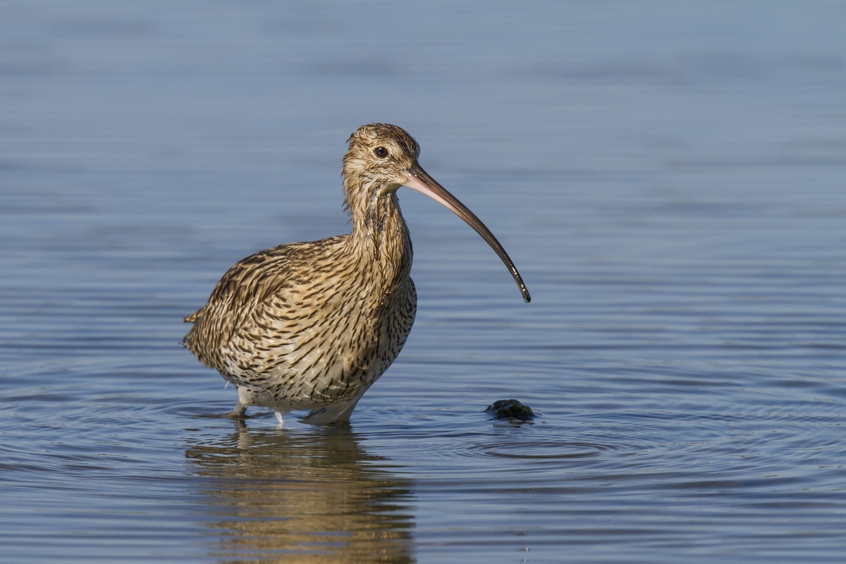 Curlew