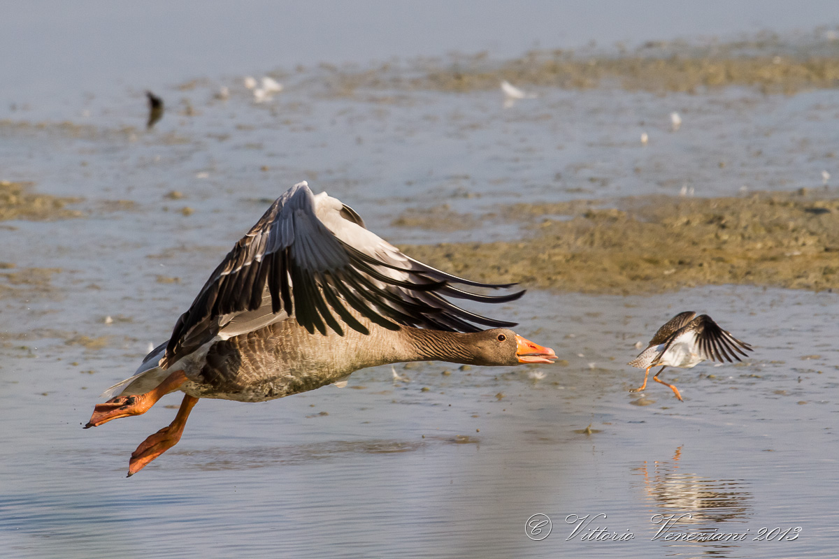 Escape for two ..... (review)