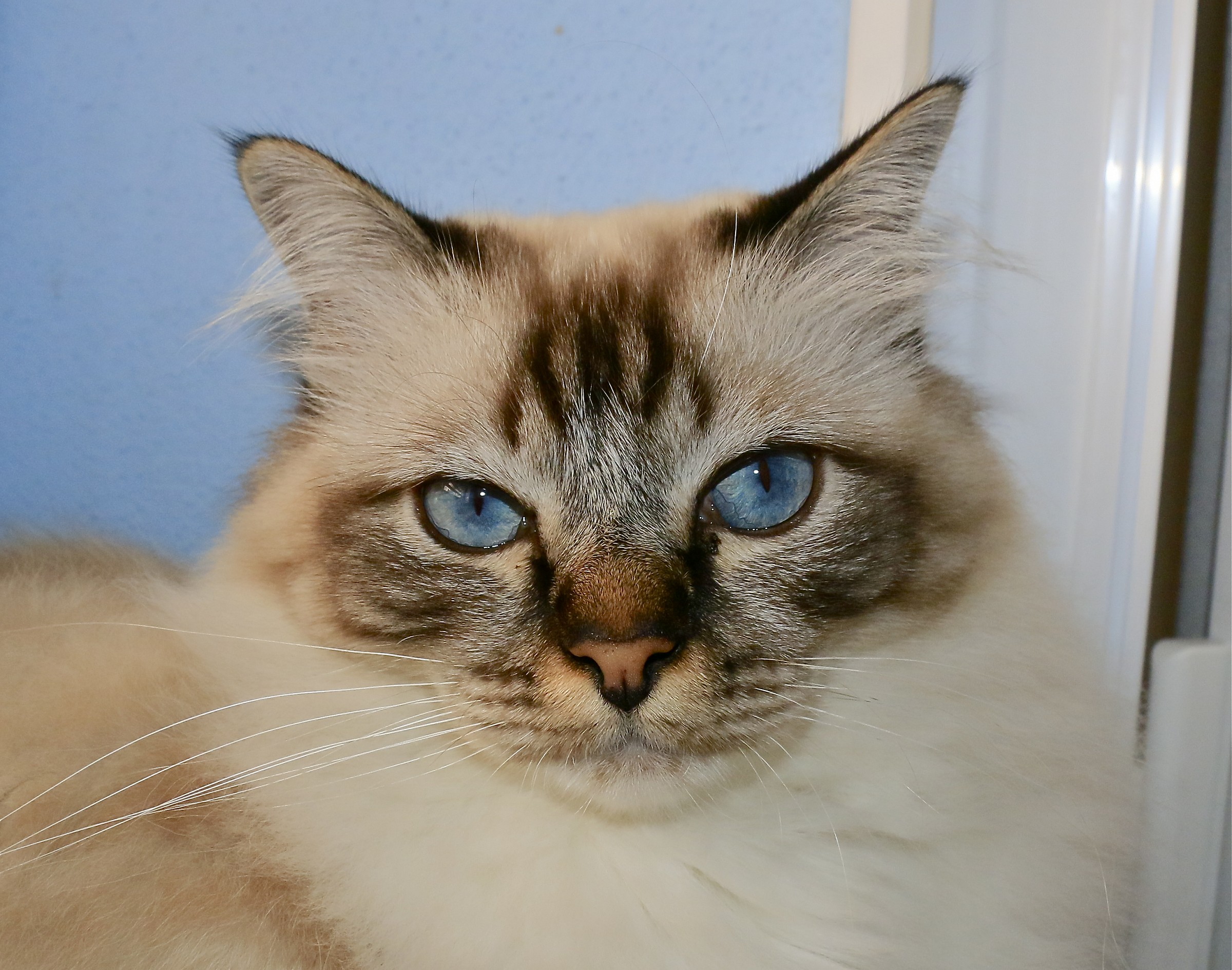 sacro di birmania 70 D iso 1250