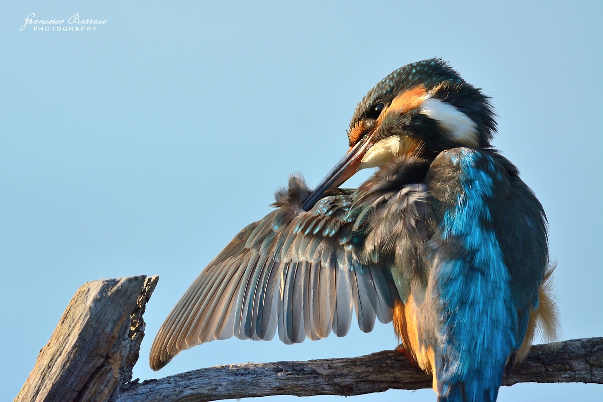Kingfisher