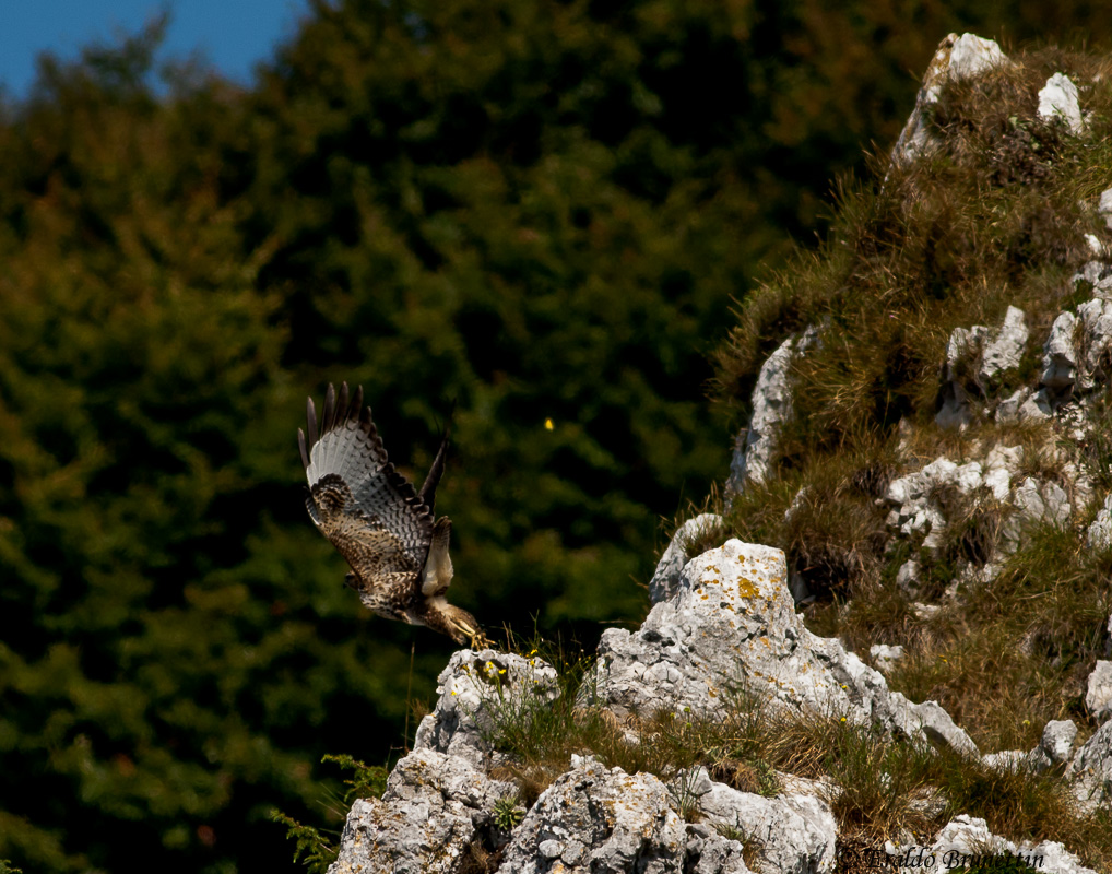 Buzzard (Buteo buteo)