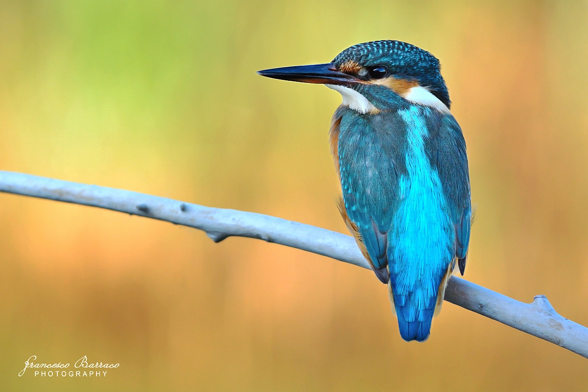Kingfisher