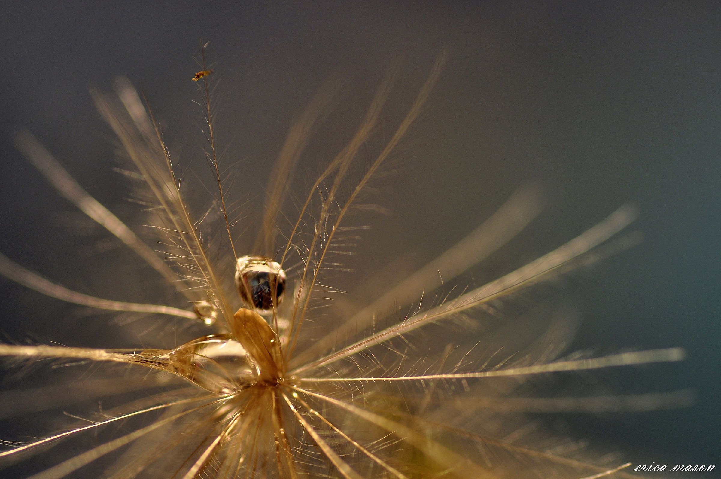 I gioielli della natura