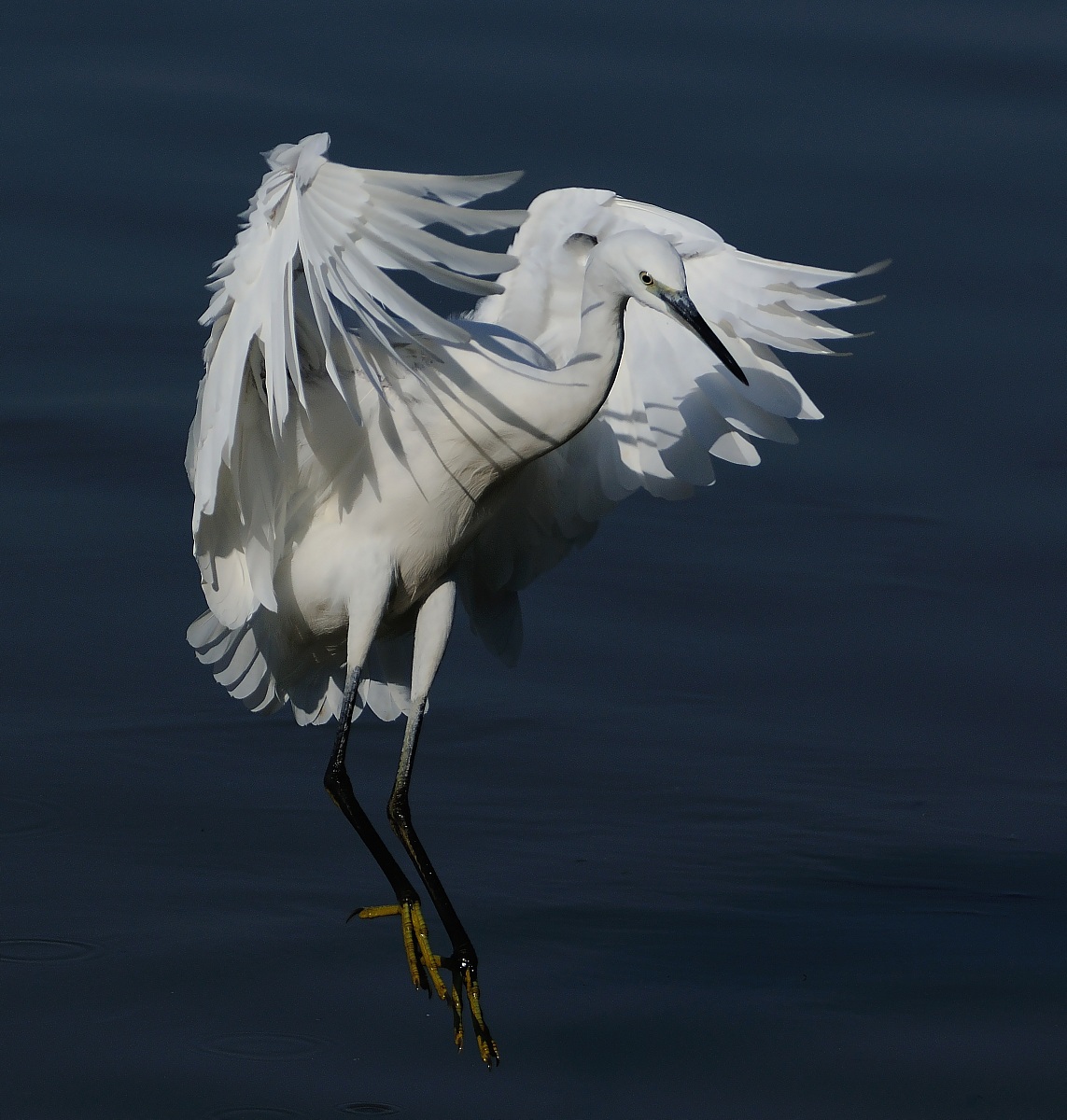 gliding in the water