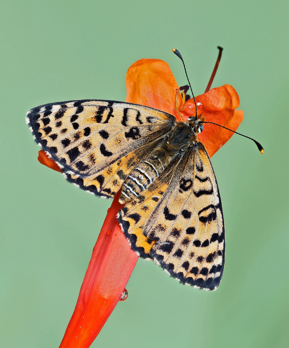 Melitaea con ali aperti...
