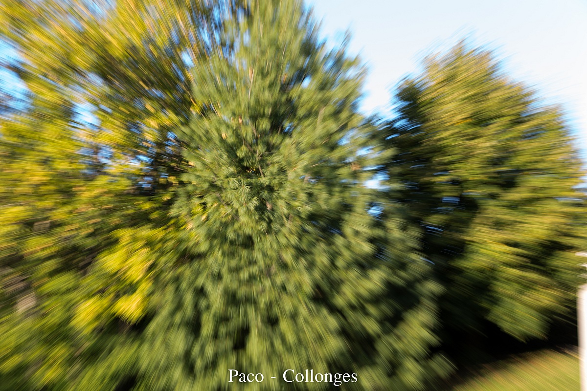 Non sono questi alberi strambo???