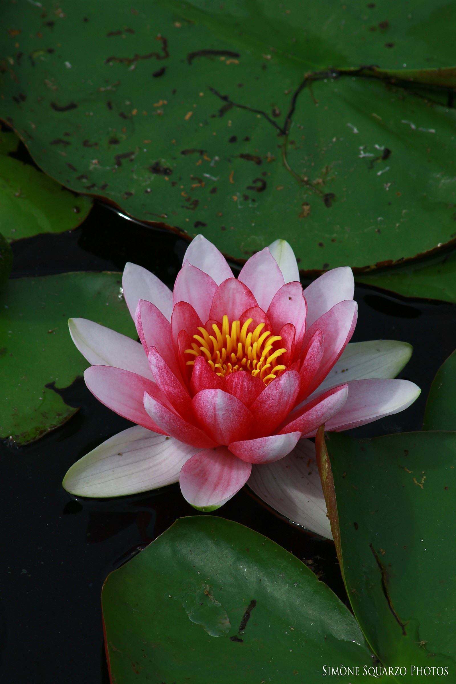 Water Lily