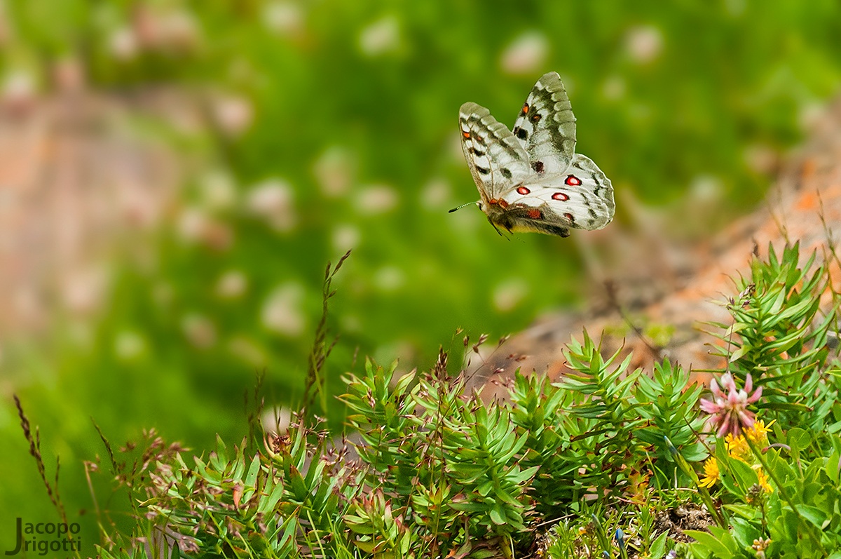 Il candido volo della regina