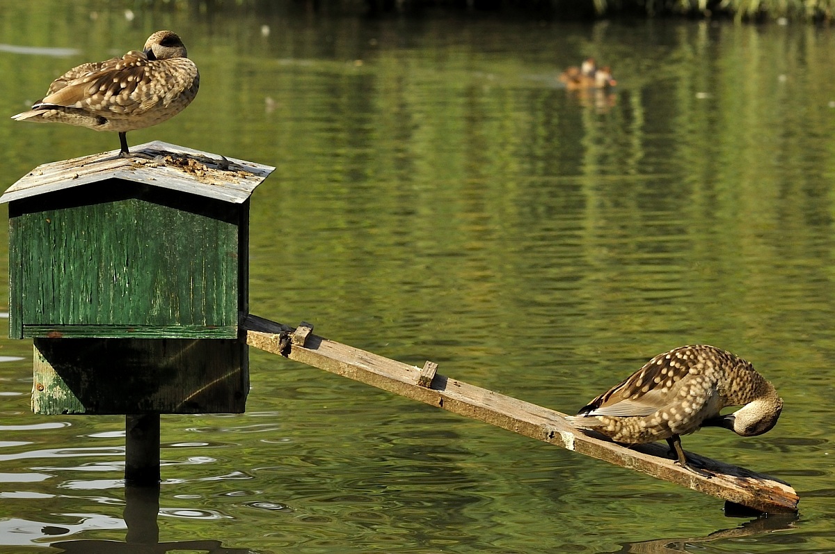 separated in the house - old ducks racconigi