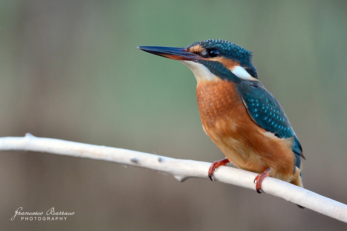 Kingfisher