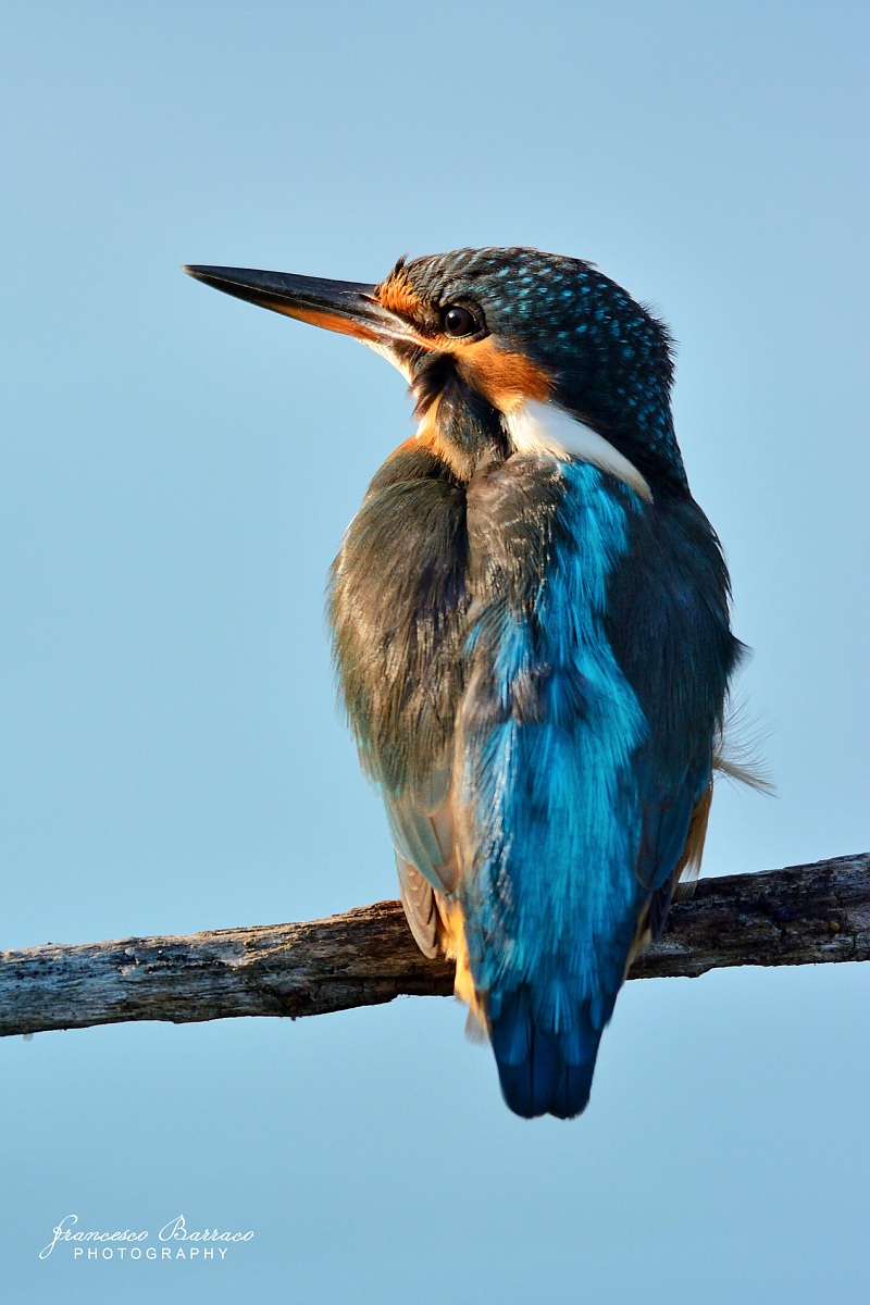 Kingfisher
