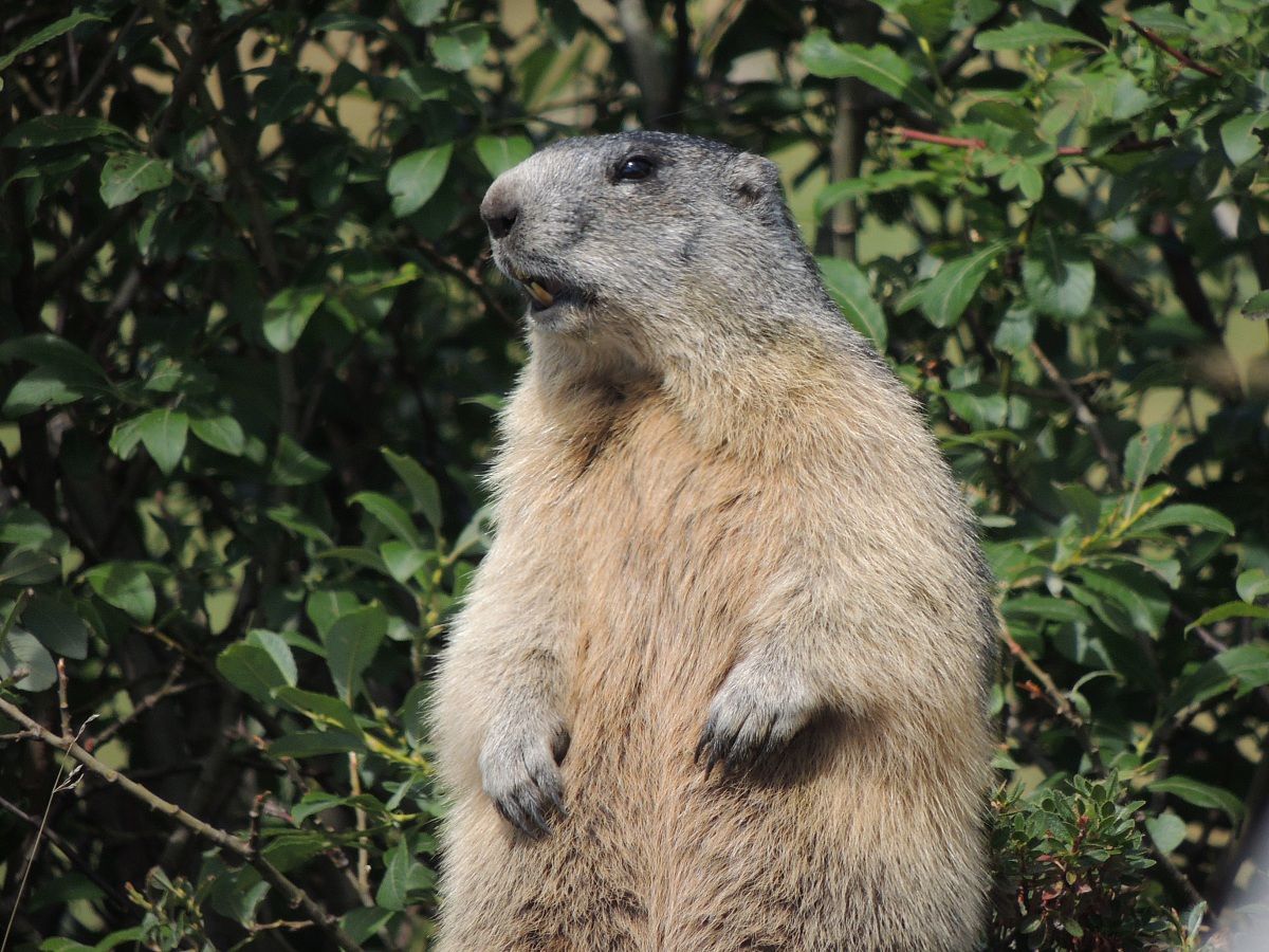 Marmot on alert