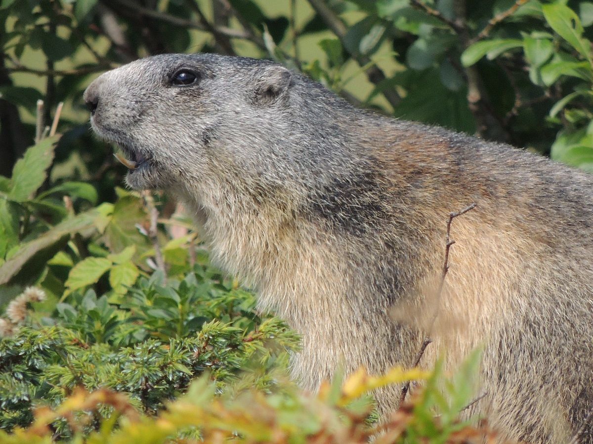 Marmot