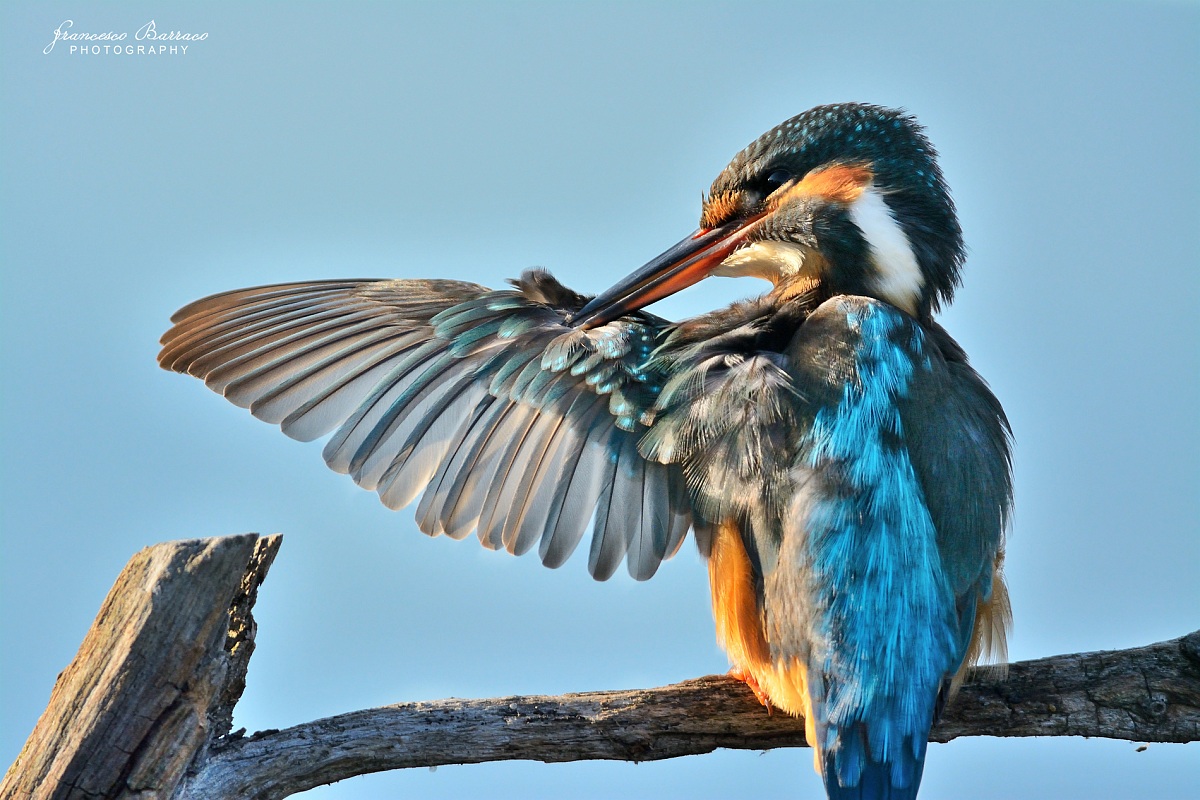 Kingfisher