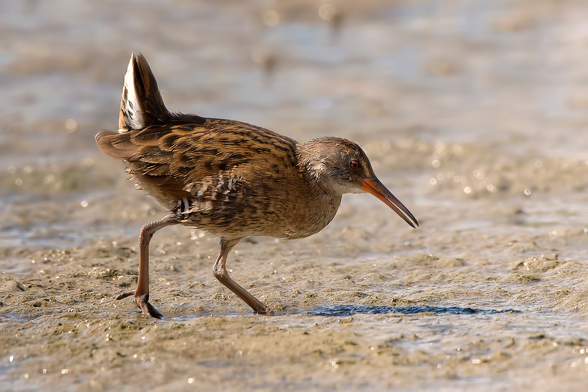 Water Rail # 2