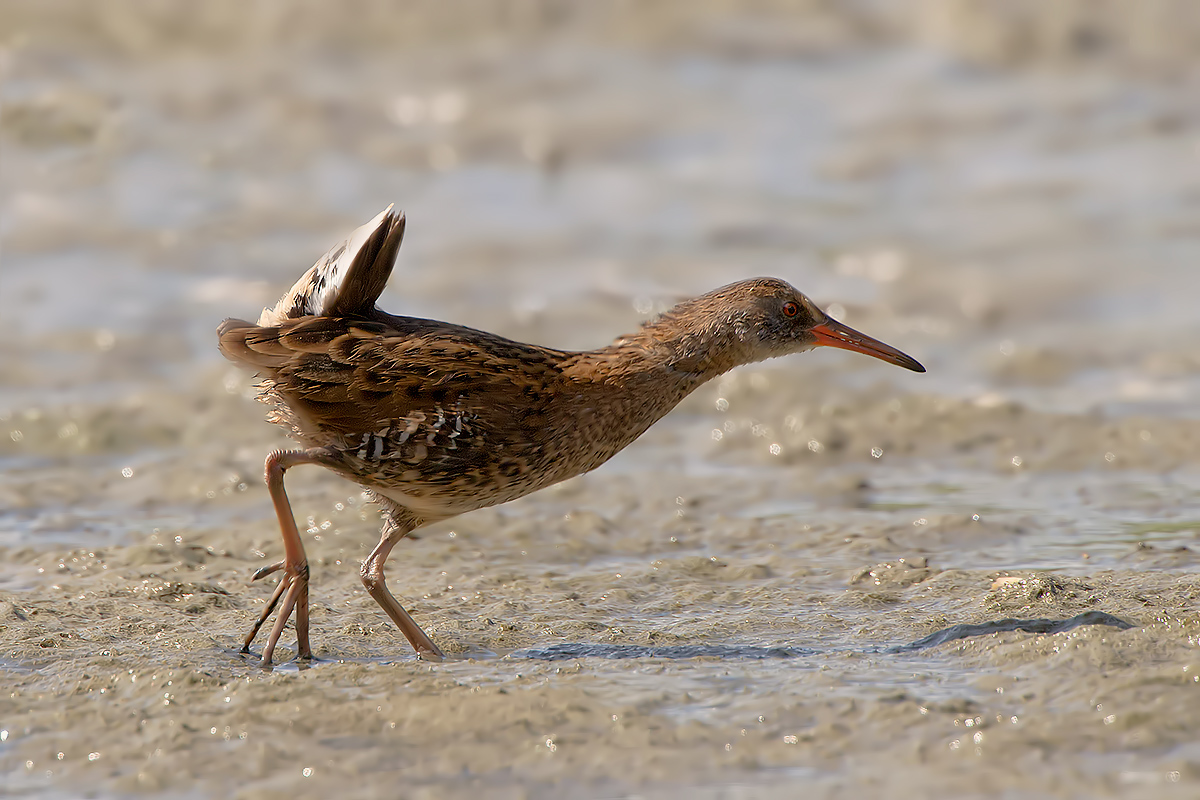 Water Rail # 3