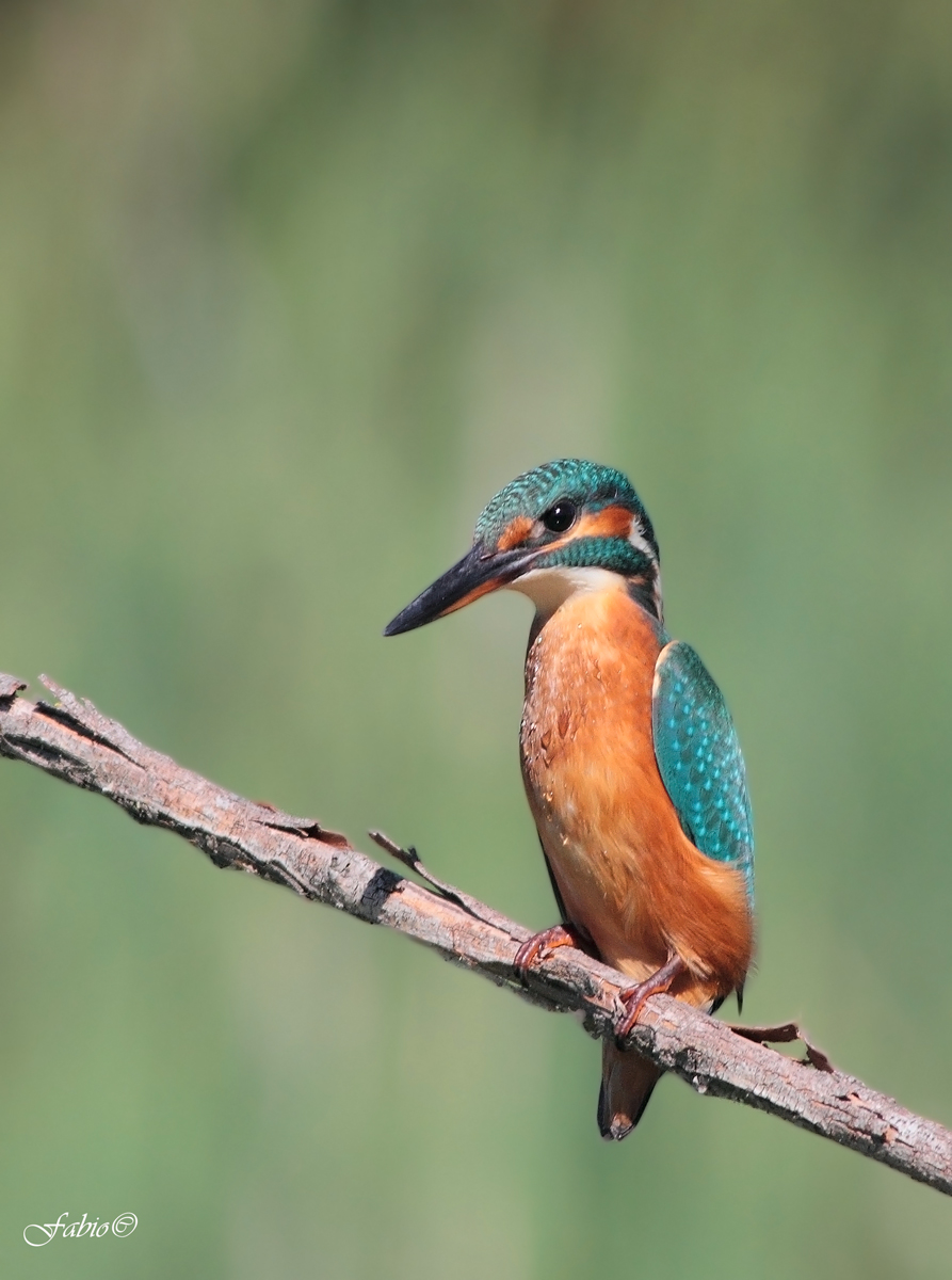 Martin Pescatore (Alcedo atthis)