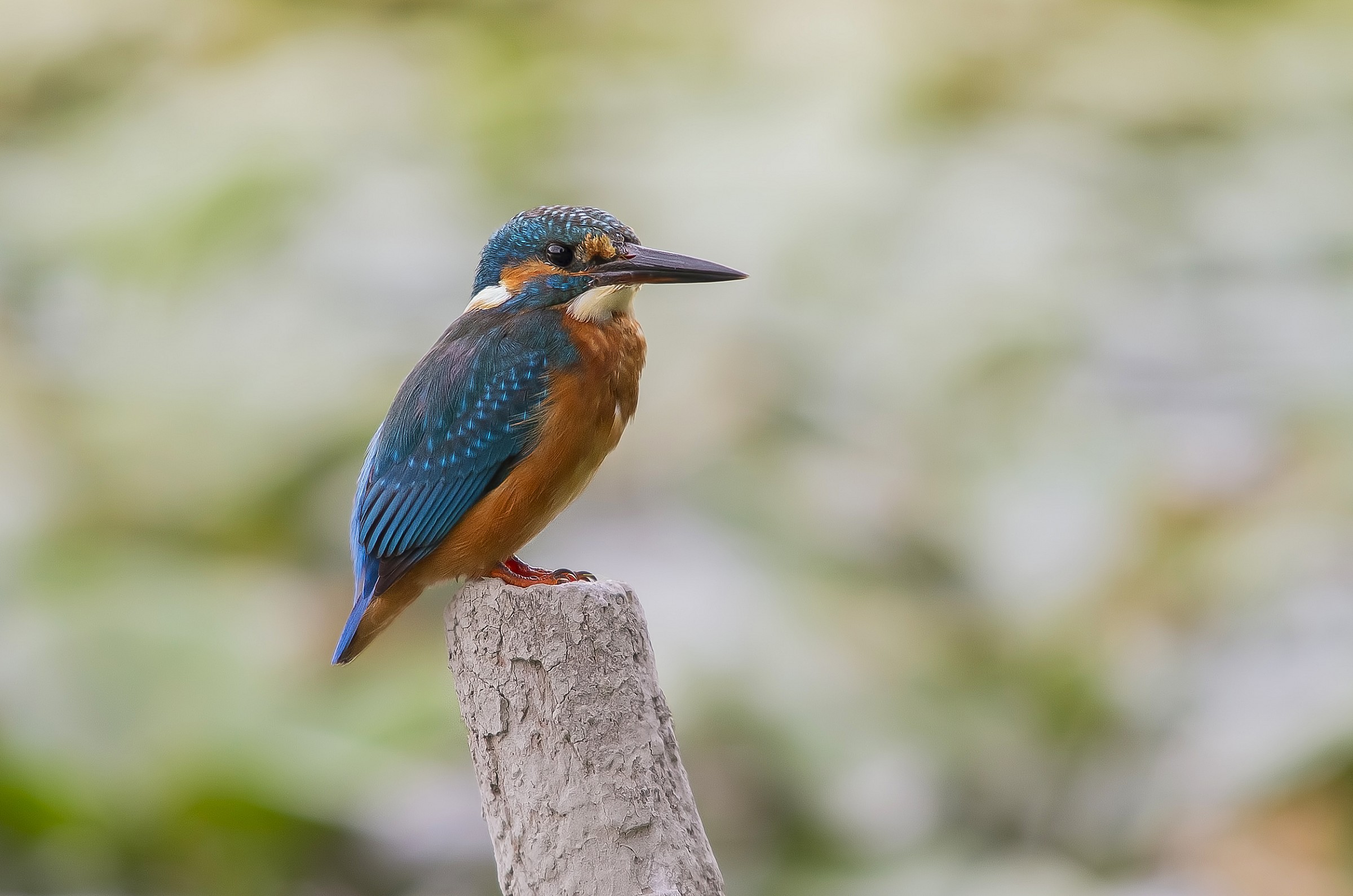 Kingfisher.