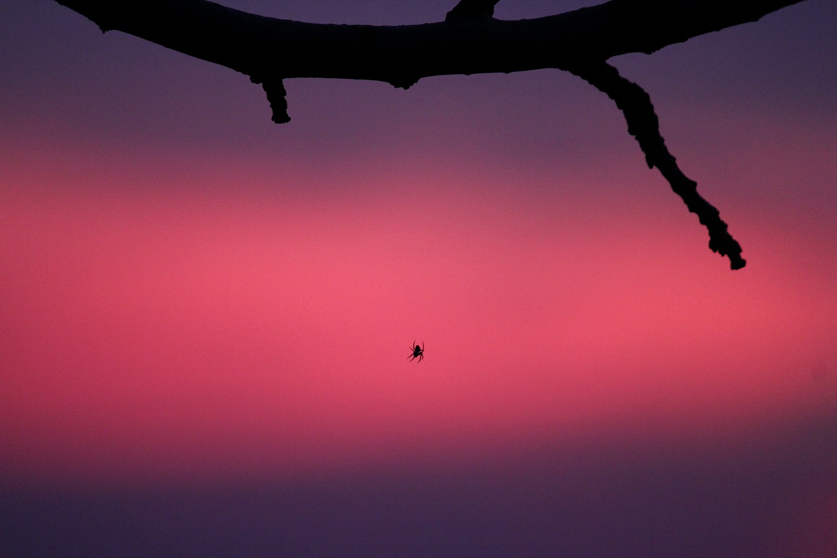 Spider at sunset