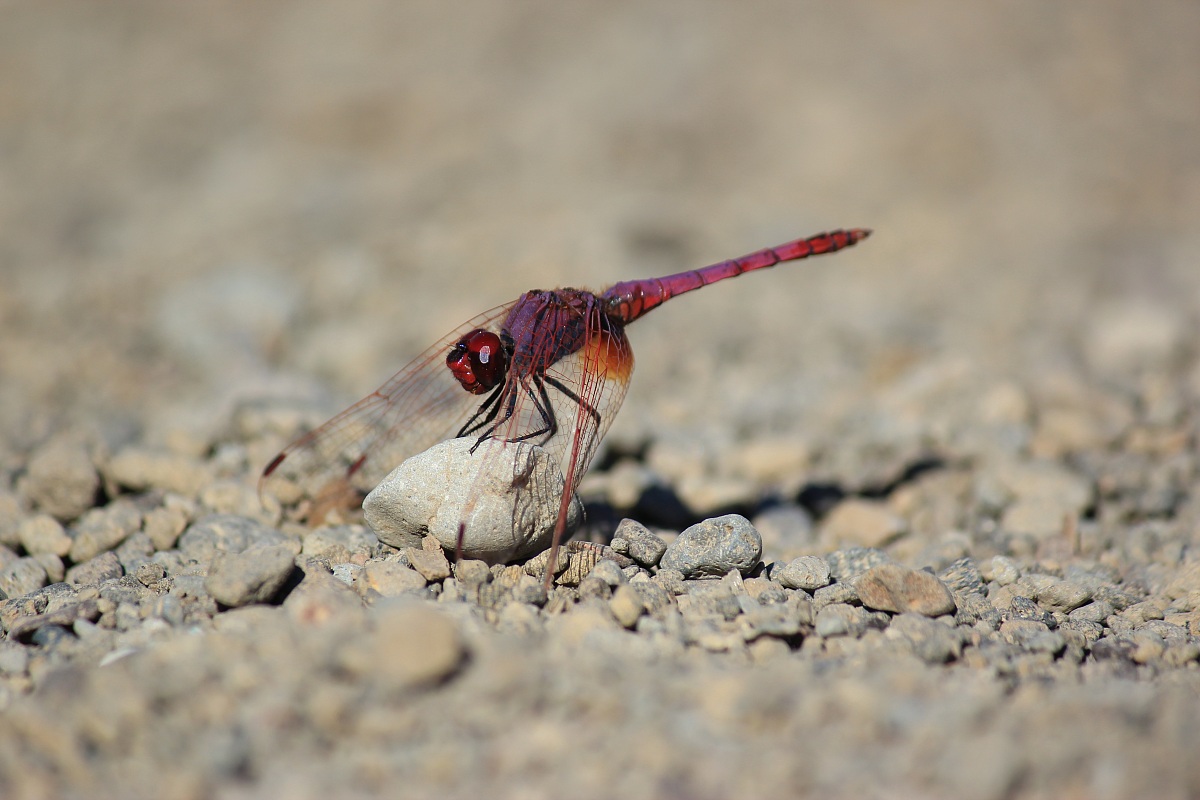 Libellula rossa