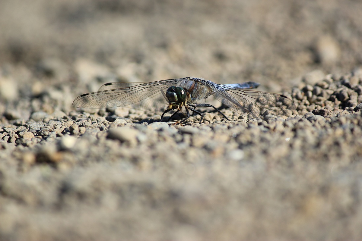 Il pasto della libellula