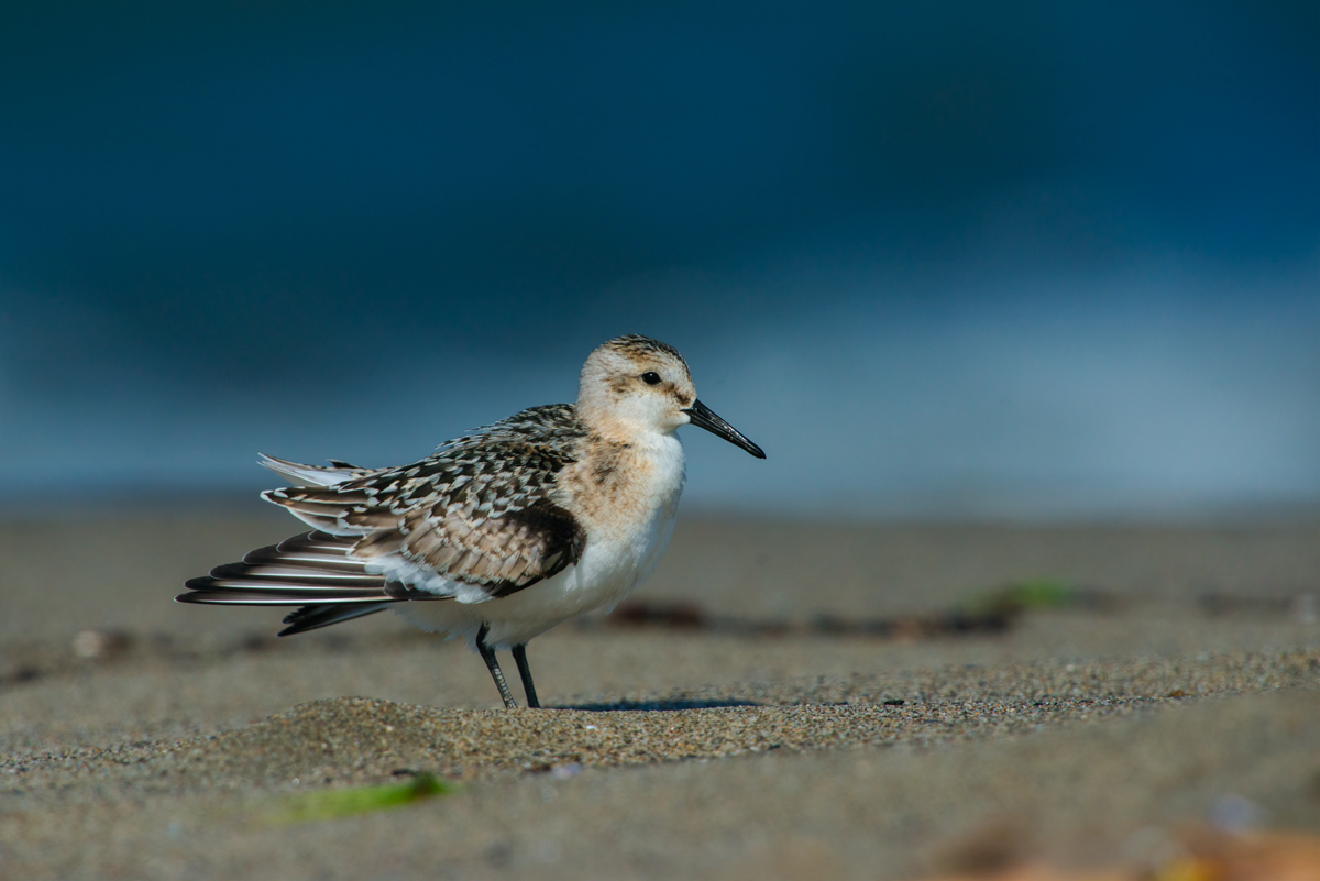 piovanello tridattilo