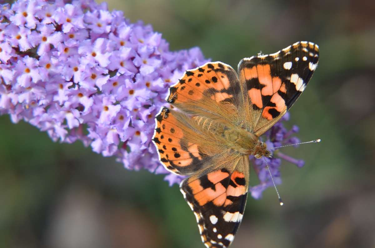 Butterfly Vanessa cardui