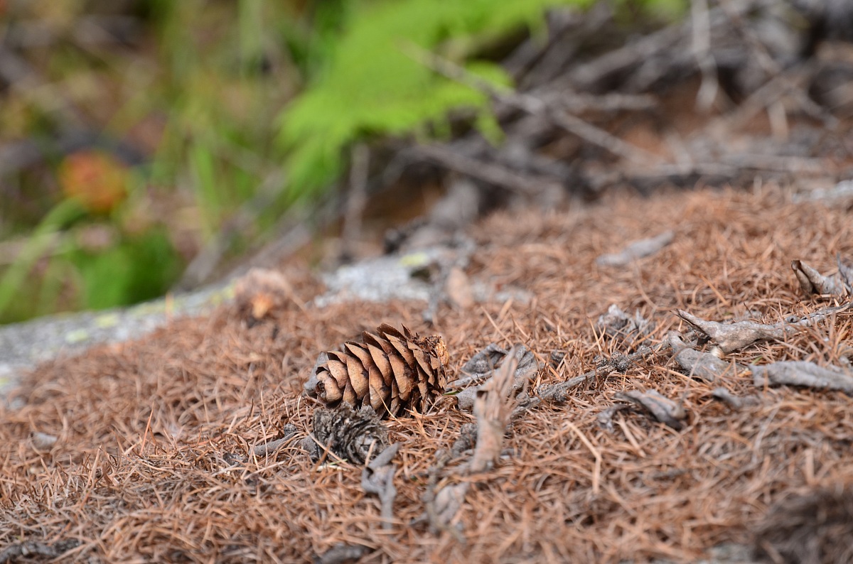 Strobilo di Pino Mugo