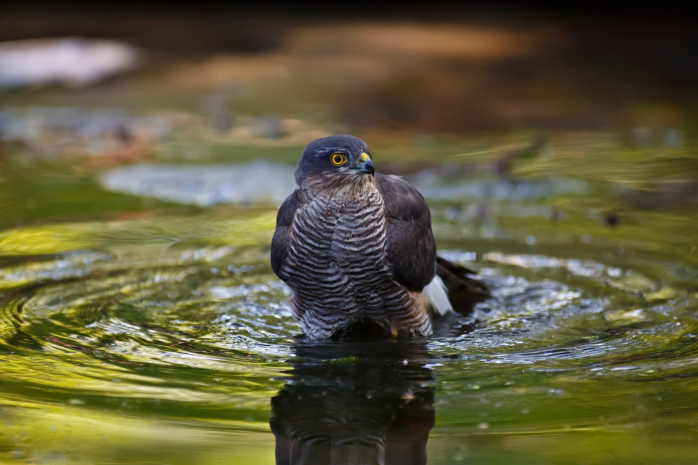 Now I take a bath Spartviere 4