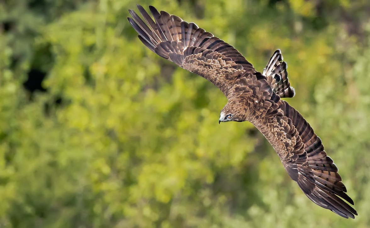 The flight of the harrier