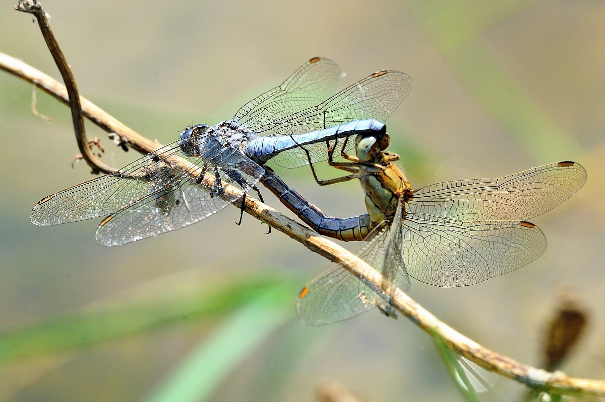 Amorous effusions ..