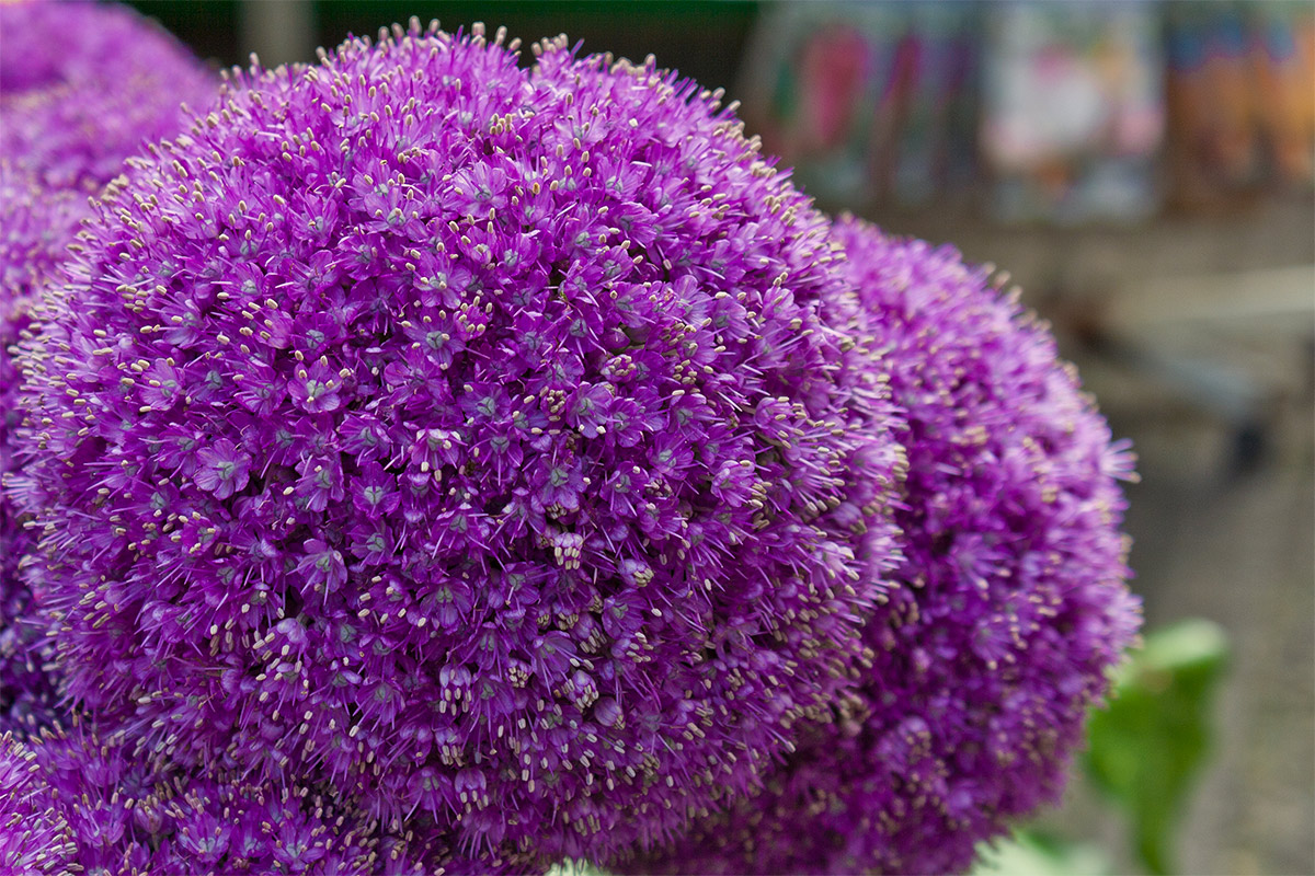 Allium - My favorite flower