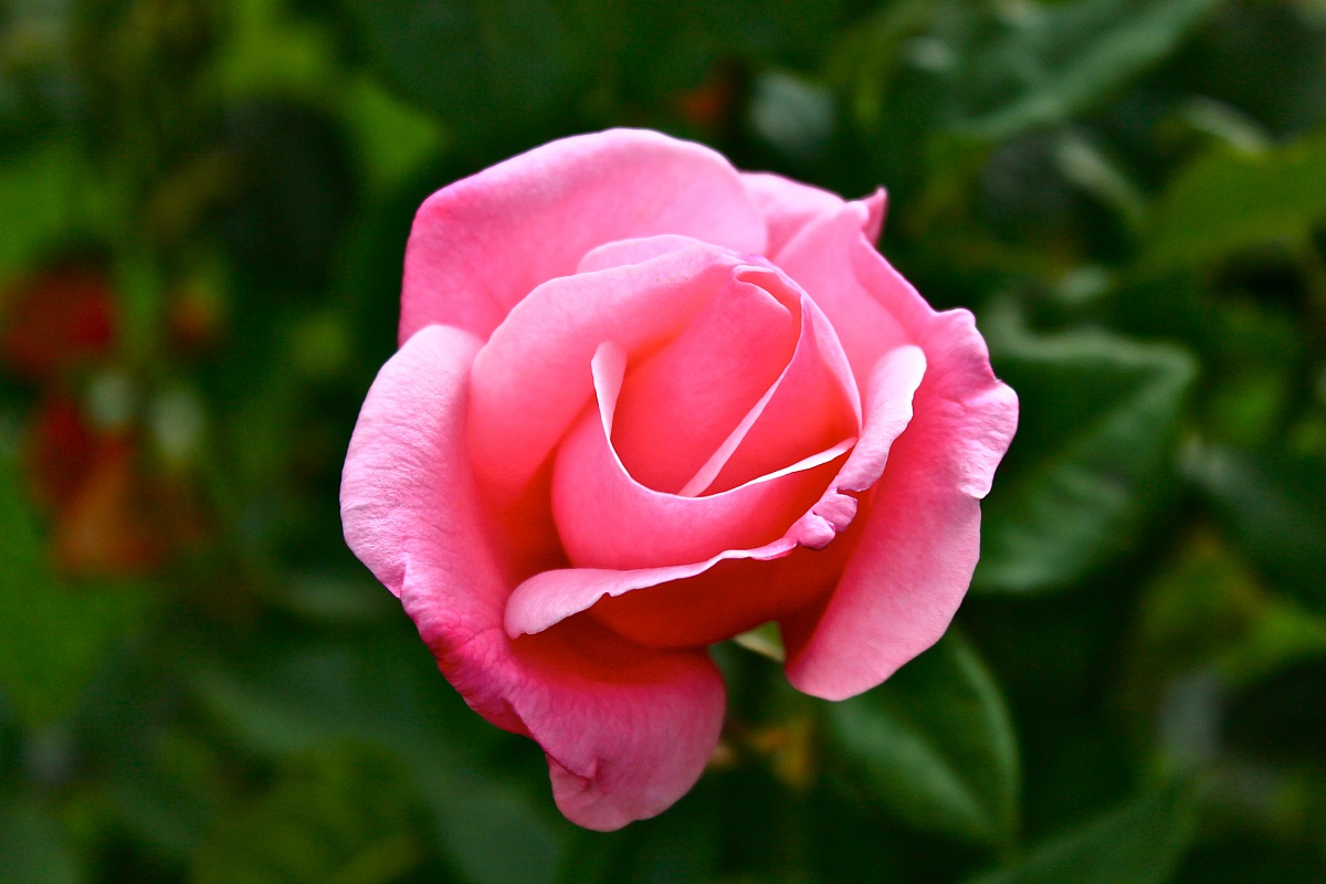 rosa