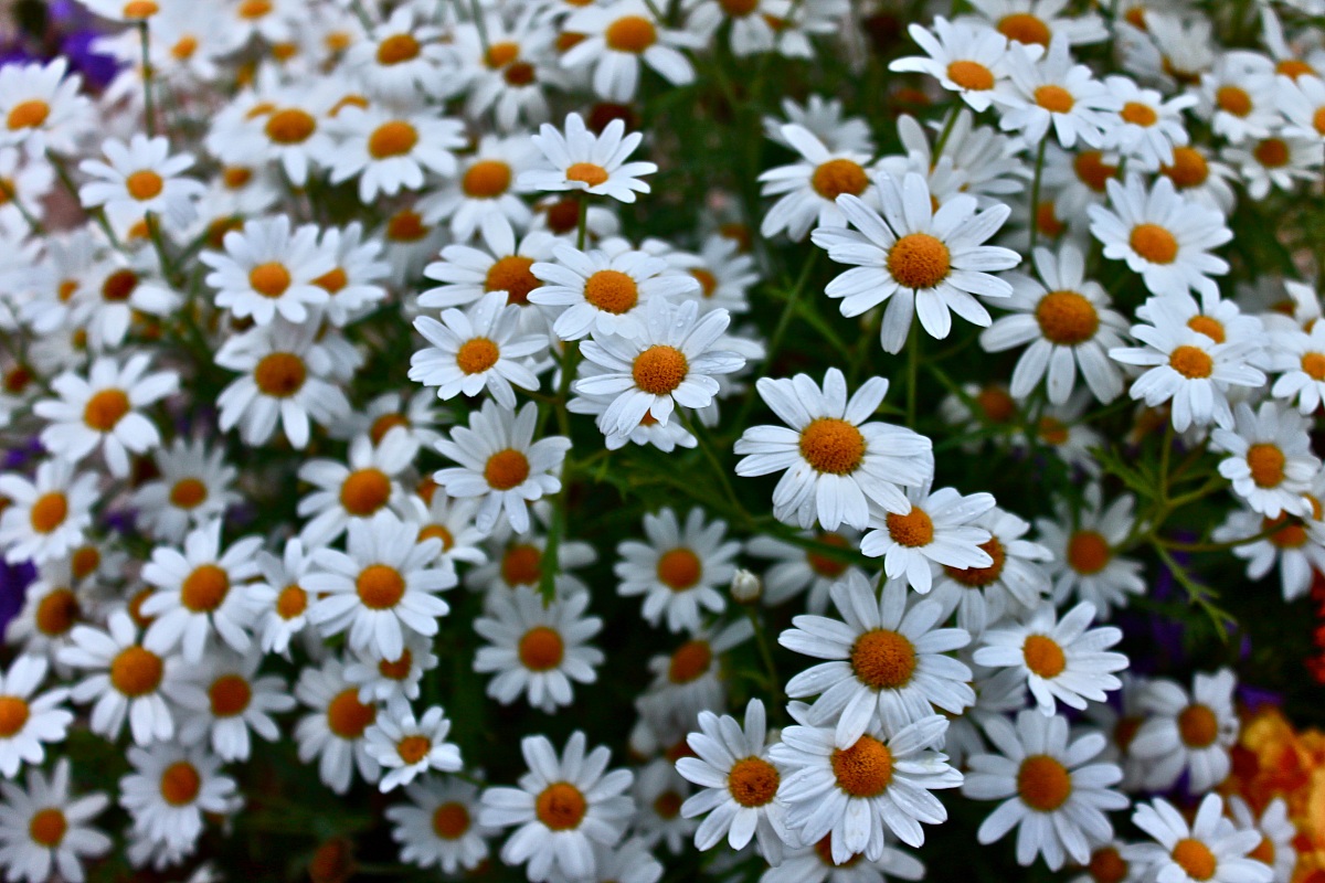 daisies