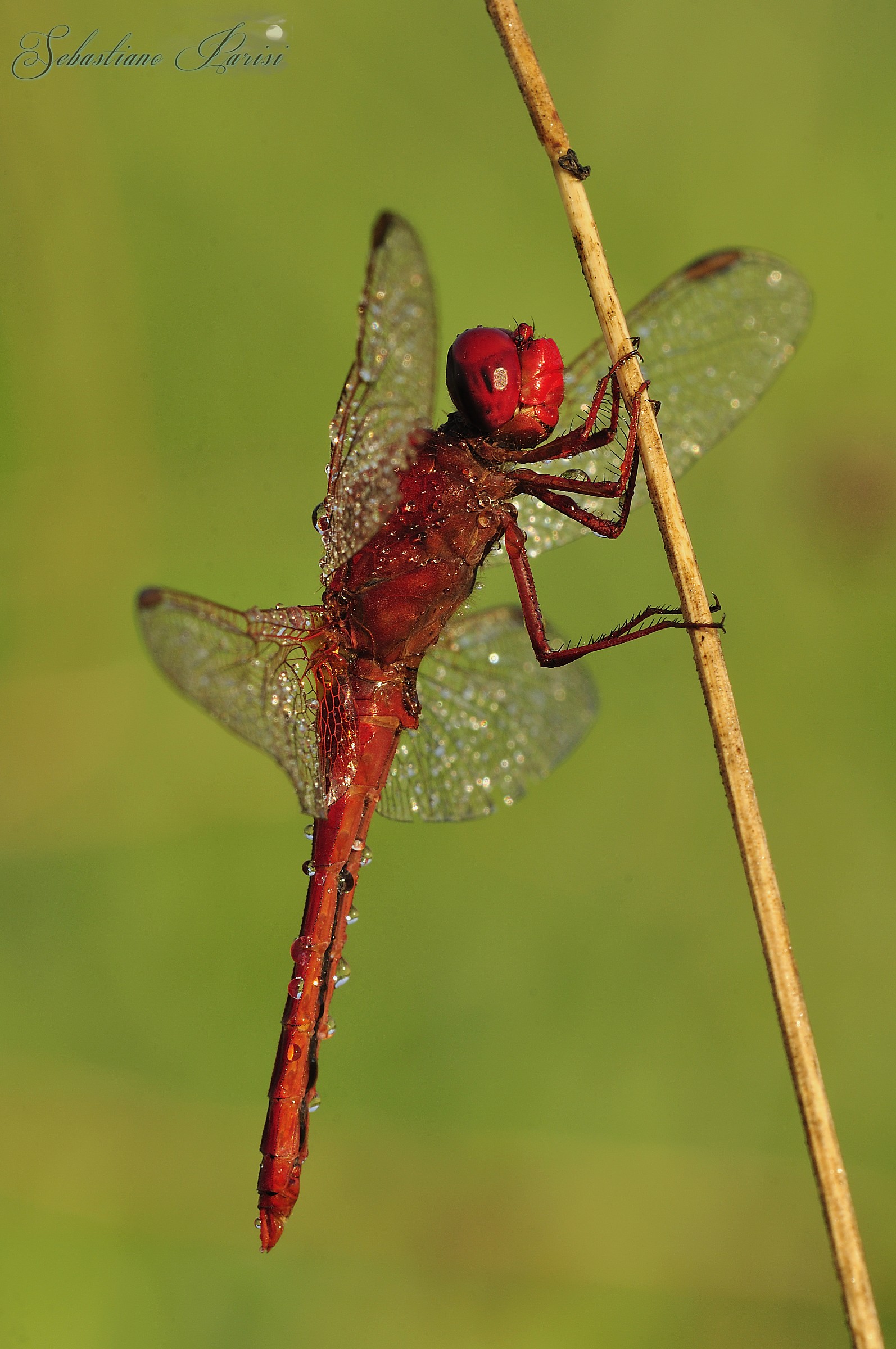 Sympetrum meridionale (Selys, 1841)