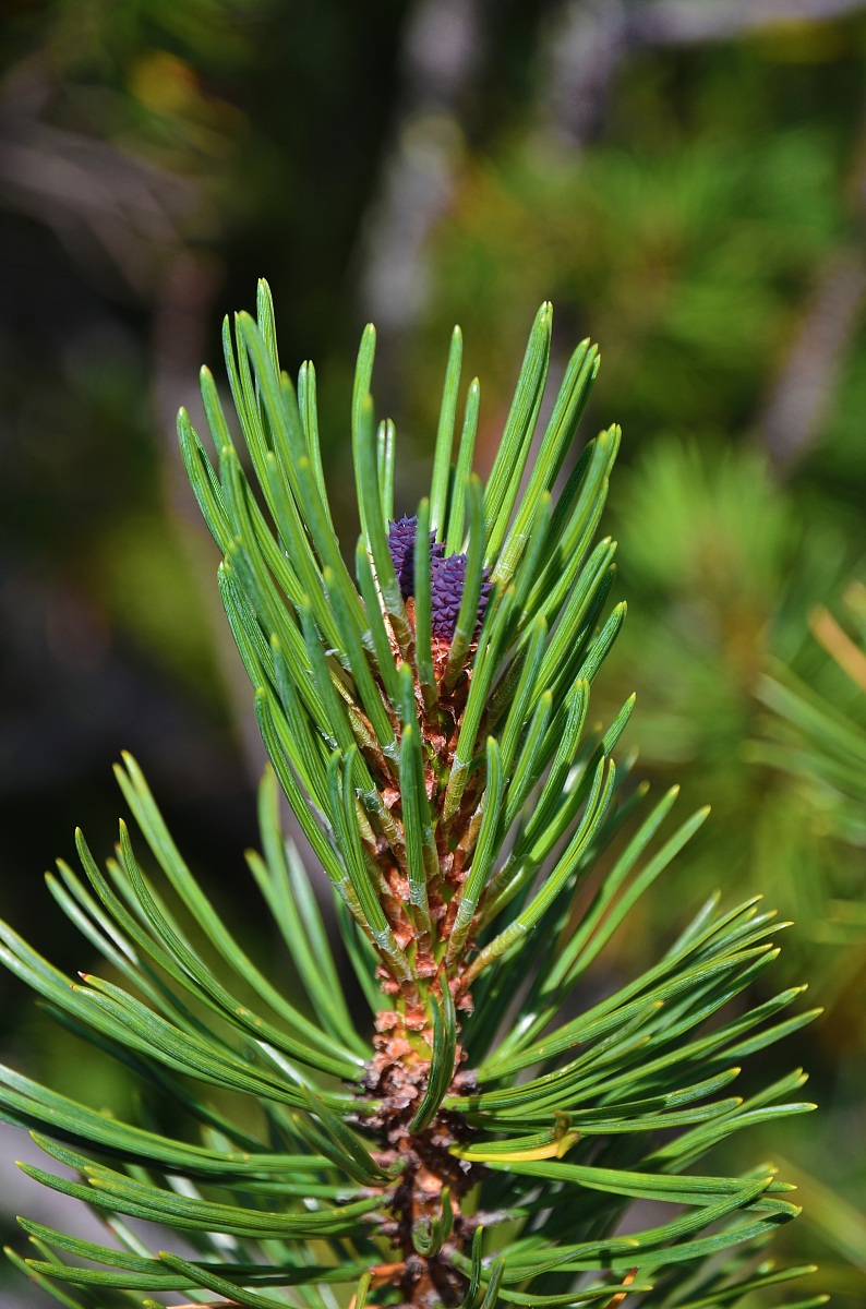 Strobilo di Pino Mugo