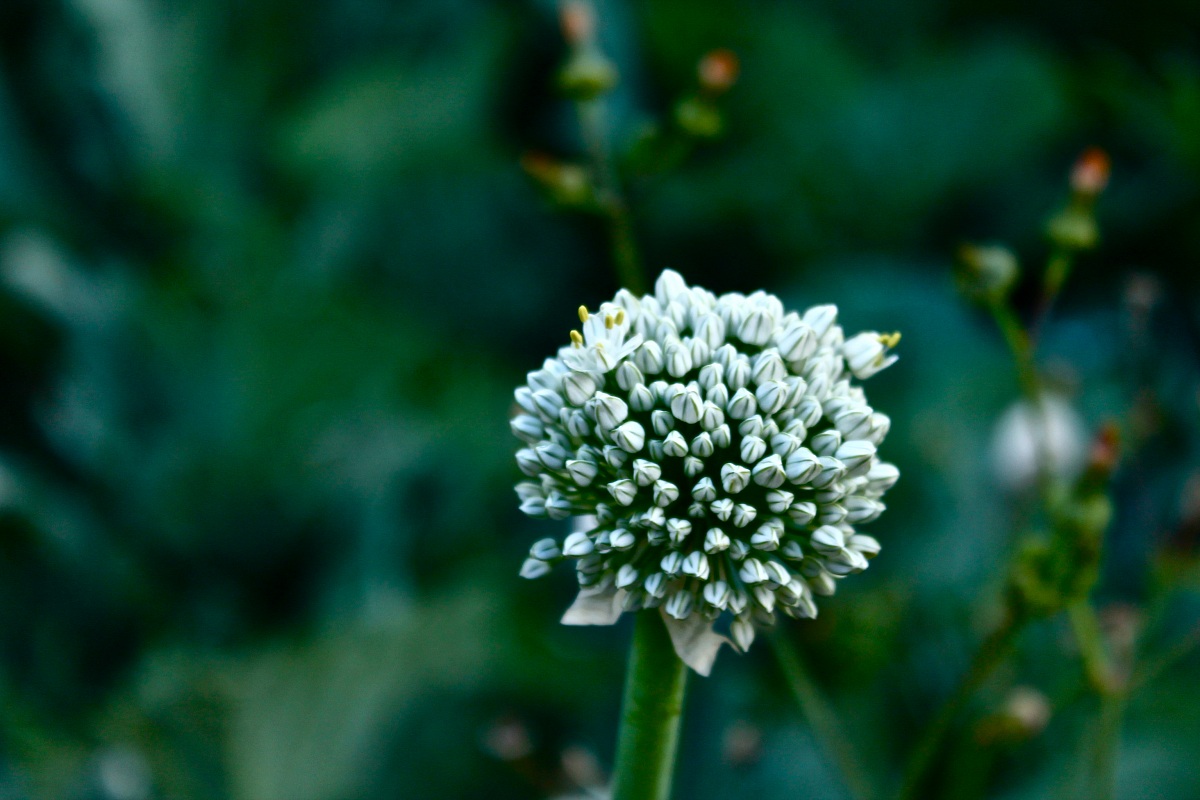 onion blossom