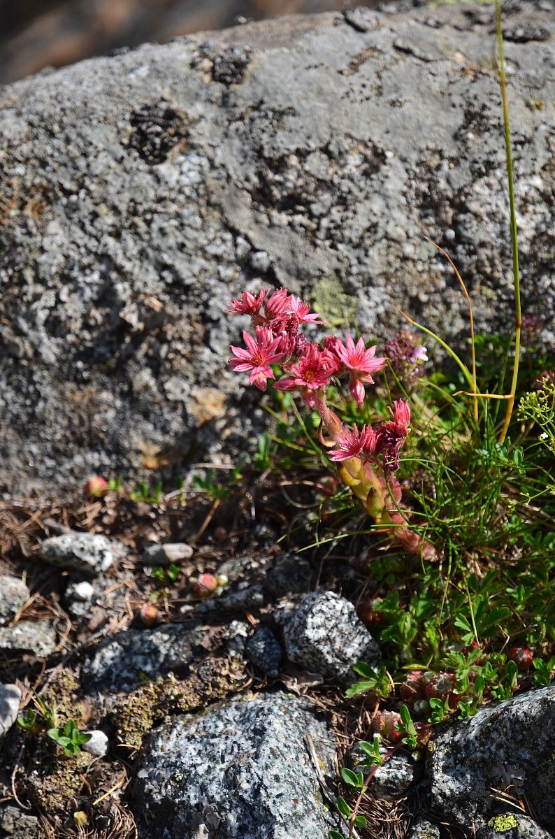 Semprevivo ragnateloso