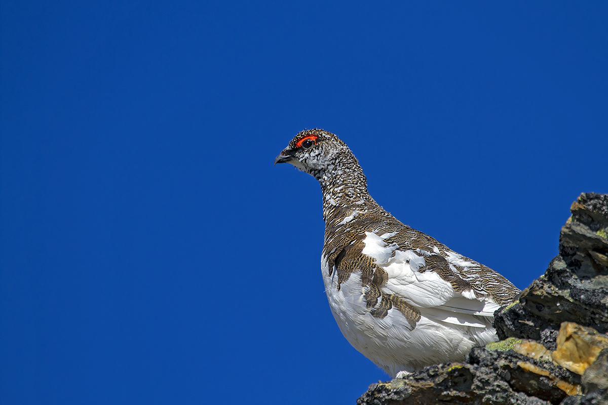 pernice bianca Parco nazionale dello Stelvio
