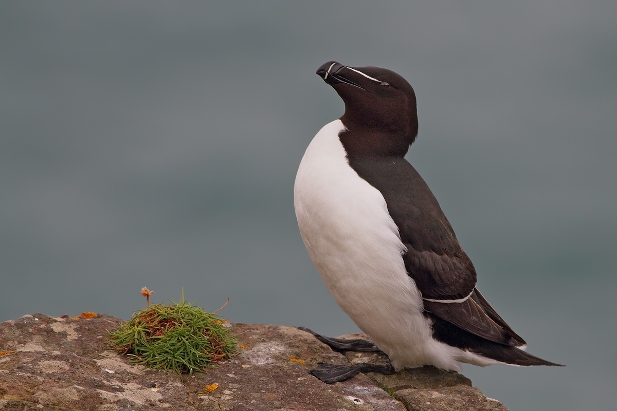 Gazza marina in posa......