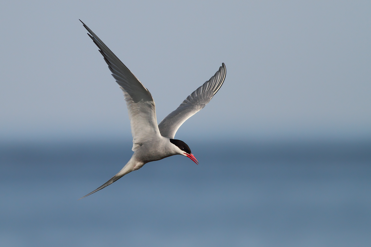Sterna minacciosa.....