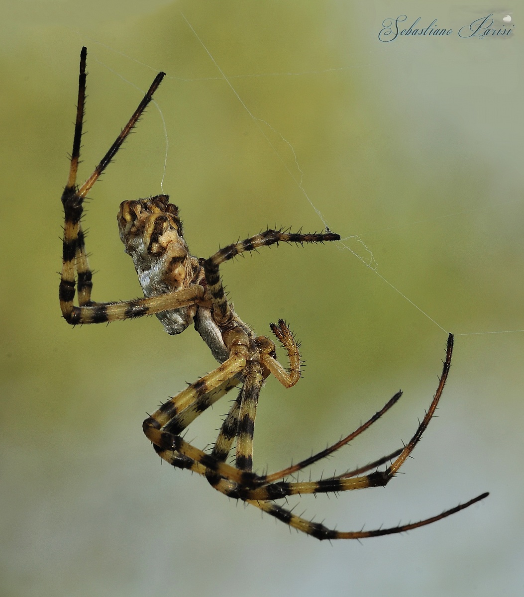 Argiope lobata Pallas, 1772