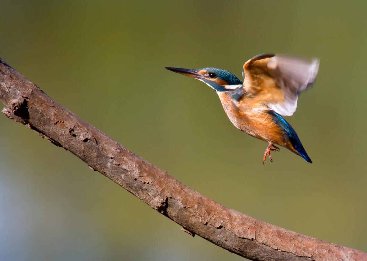kingfisher