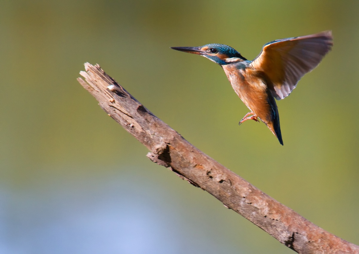 kingfisher