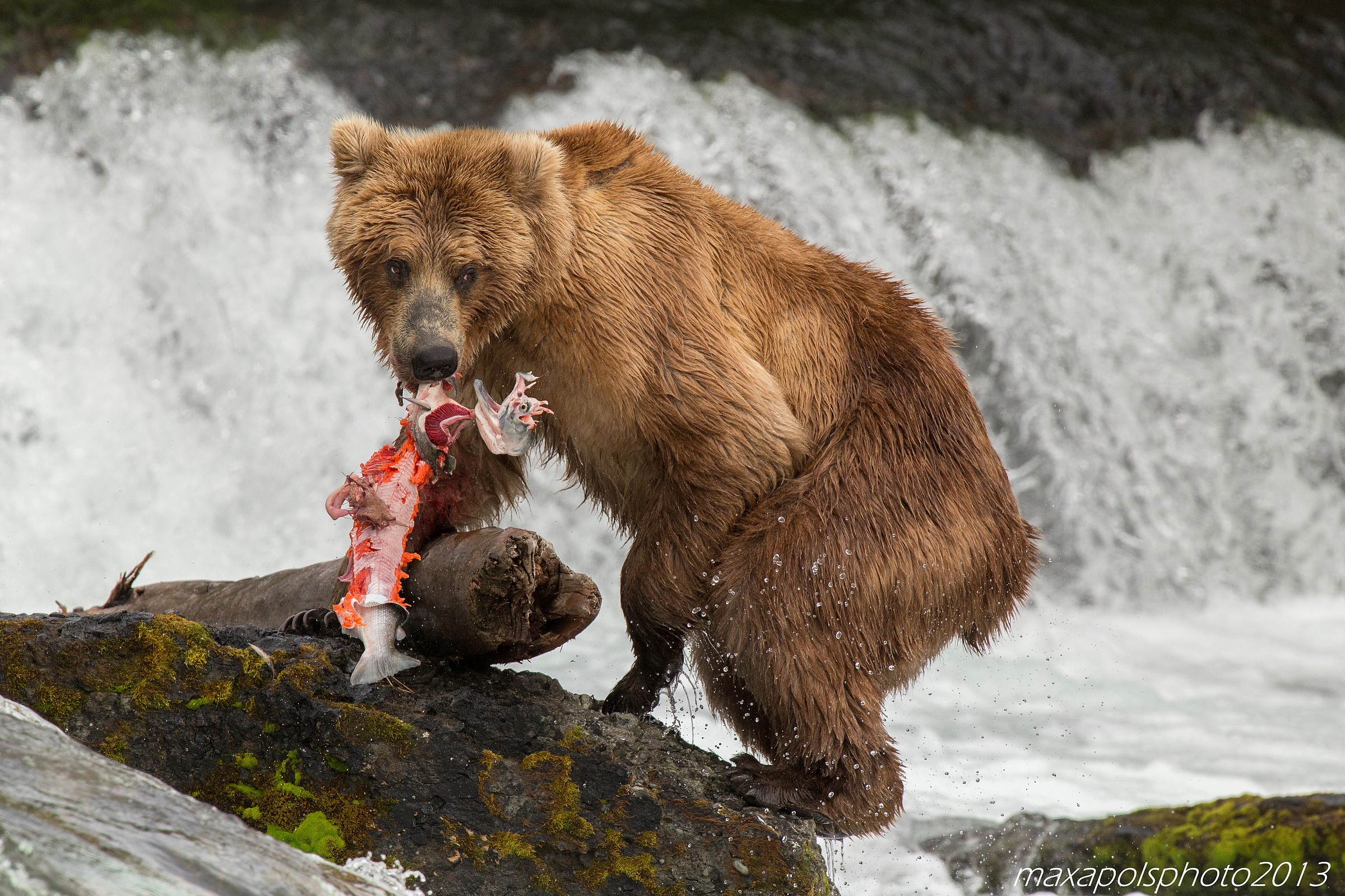 la spietata legge della natura...