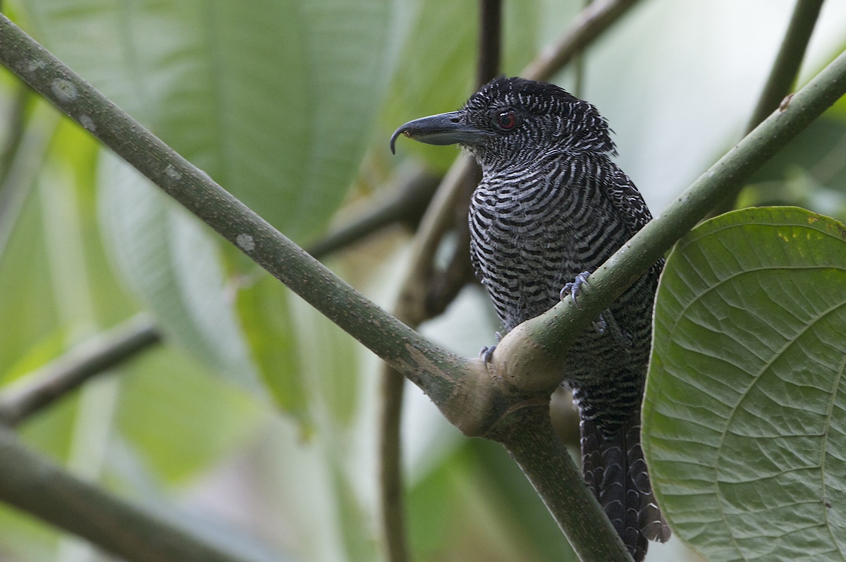 Averla formichiera lineata